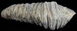 Cretaceous Fossil Oyster (Rastellum) - Madagascar #54453-1